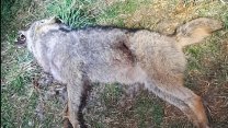 U hranic s Rakouskem našli mrtvého vlka, příčinu smrti má odhalit pitva