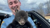 Američtí policisté chytali opuštěné medvídě, zatkli jej za roztomilost