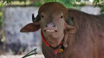 Buvol připomínající Trumpa unikl obětní porážce. Zamíří do zoo v Dháce