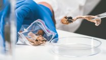 Psilocybin může pomoct v léčbě závislosti na kokainu, naznačuje nová studie