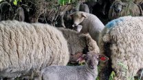 Na pastvině ve Žďárských vrších se narodilo kolem dvou set jehňat, farmář je chrání i před vlky