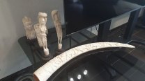 Muž nabízel v Česku slonovinu, bylo kvůli nim zabito až deset slonů