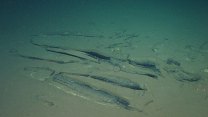 Bezprecedentní. Vědci objevili v oceánu velrybí nekropoli, táhne se 1200 kilometrů