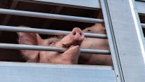 Všude výkaly a moč, žádný přístup k vodě. Chov prasat na Svitavsku vyšetřuje policie