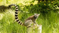 „Král Jelimán“ si pochutnával na třešních, už je zpět v ostravské zoo