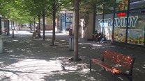 Koalice couvá od záměru snáze kácet stromy ve městech