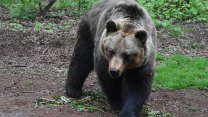 Na Slovensku napadla medvědice myslivce. Zachránit ho musel vrtulník