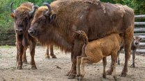 Olomoucká zoo má dvě zubří telata. Druhé si dalo s příchodem na svět na čas