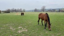 „Chci si udělat obrázek.“ Kam povedou kroky ministra Klempíře ve slavném hřebčíně
