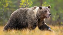 Na Slovensku opět útočil medvěd na člověka