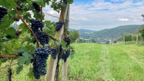 Chmele bude až o čtvrtinu méně. Propad úrody čekají i vinaři na Moravě