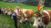 Transhumance je mezi turisty stále oblíbenější