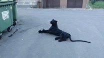 Puma v ulicích Ostravy? Obyvatelé Výškovic volali na pomoc strážníky