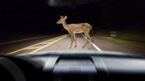 Srna před autem? Většina lidí by udělala přesně to, co může skončit tragédií