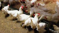 Veterináři budou na Českobudějovicku likvidovat chov slepic kvůli salmonele